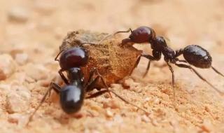 什么动物最喜欢吃豆角 什么动物吃蚂蚁